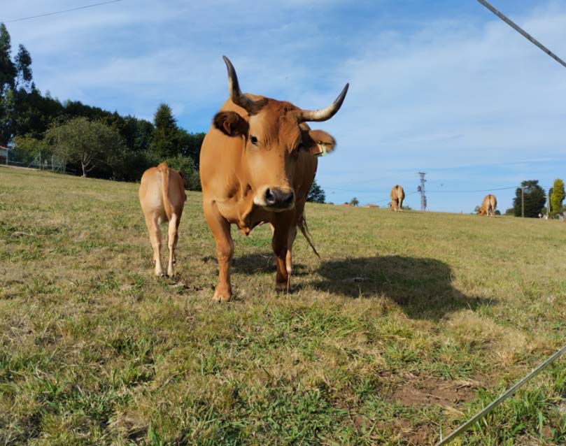 Ayudas Asturias ganaderos