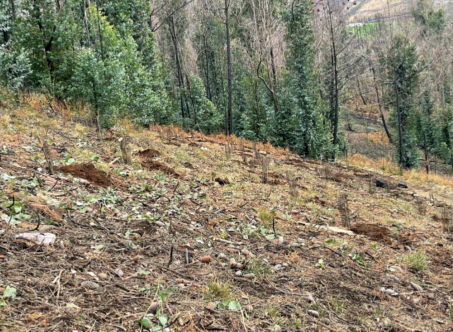 Reforestación Asturias