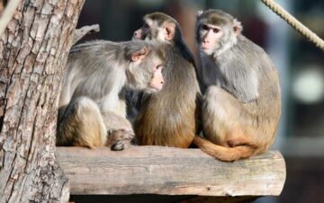 monos-de-laboratorio | El Digital de Asturias monos de laboratorio