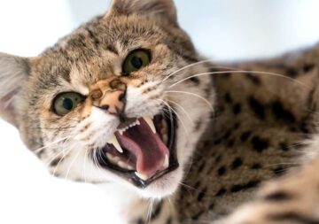 gato Savannah